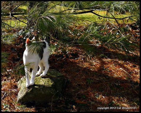 Catachrestic Pine House